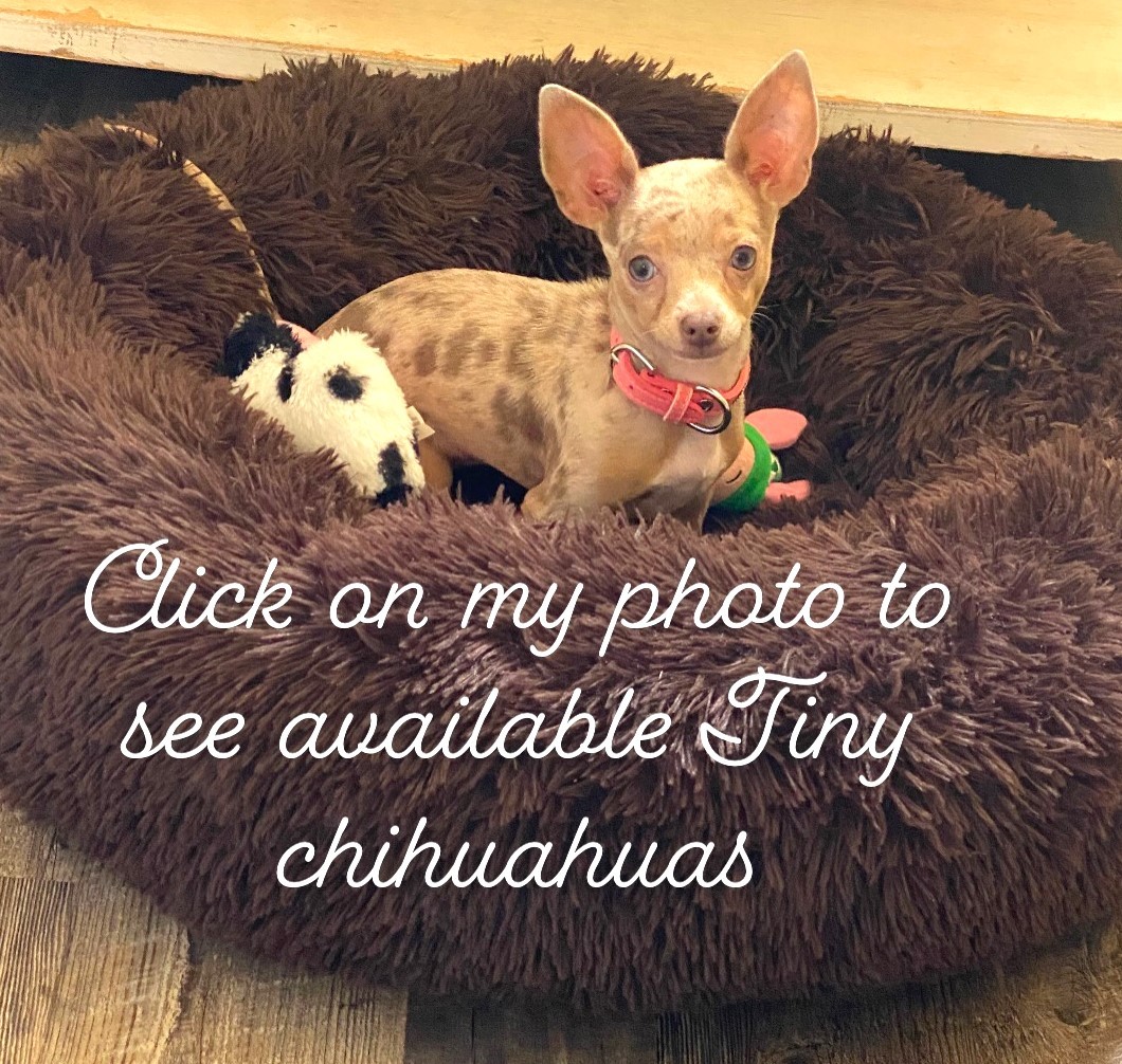 Original Little Paws Chihuahua breed photo