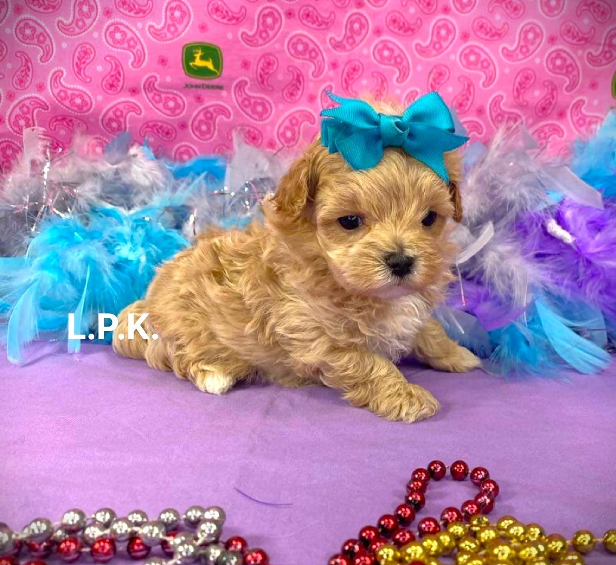 Original Little Paws designer puppy breed photo