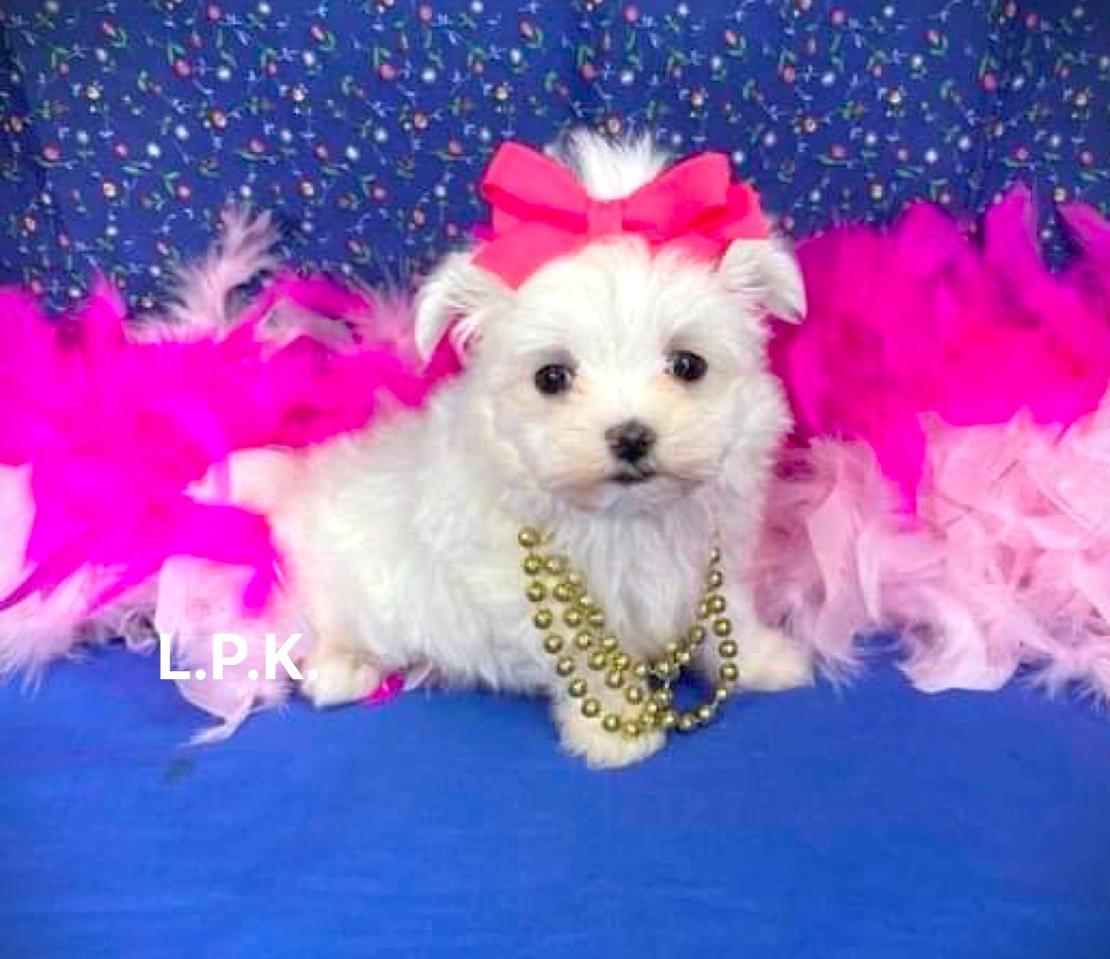 Original Little Paws Maltese breed photo