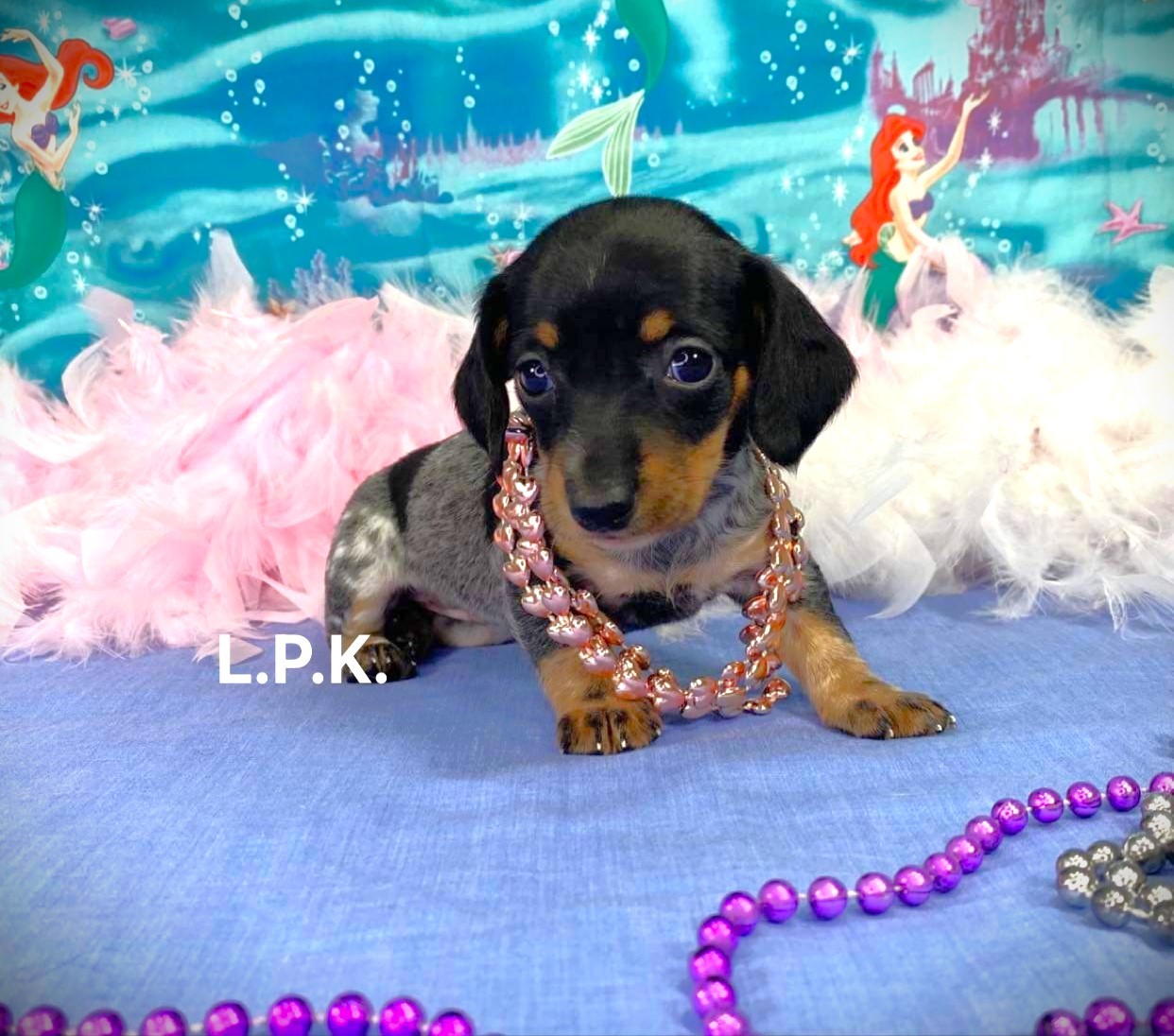 Original Little Paws Mini Dachshund breed photo