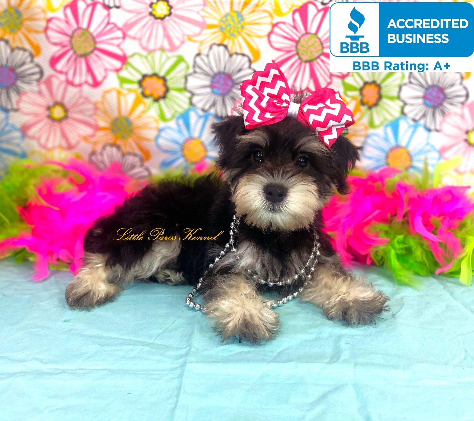 Original Little Paws Mini Schnauzer breed photo