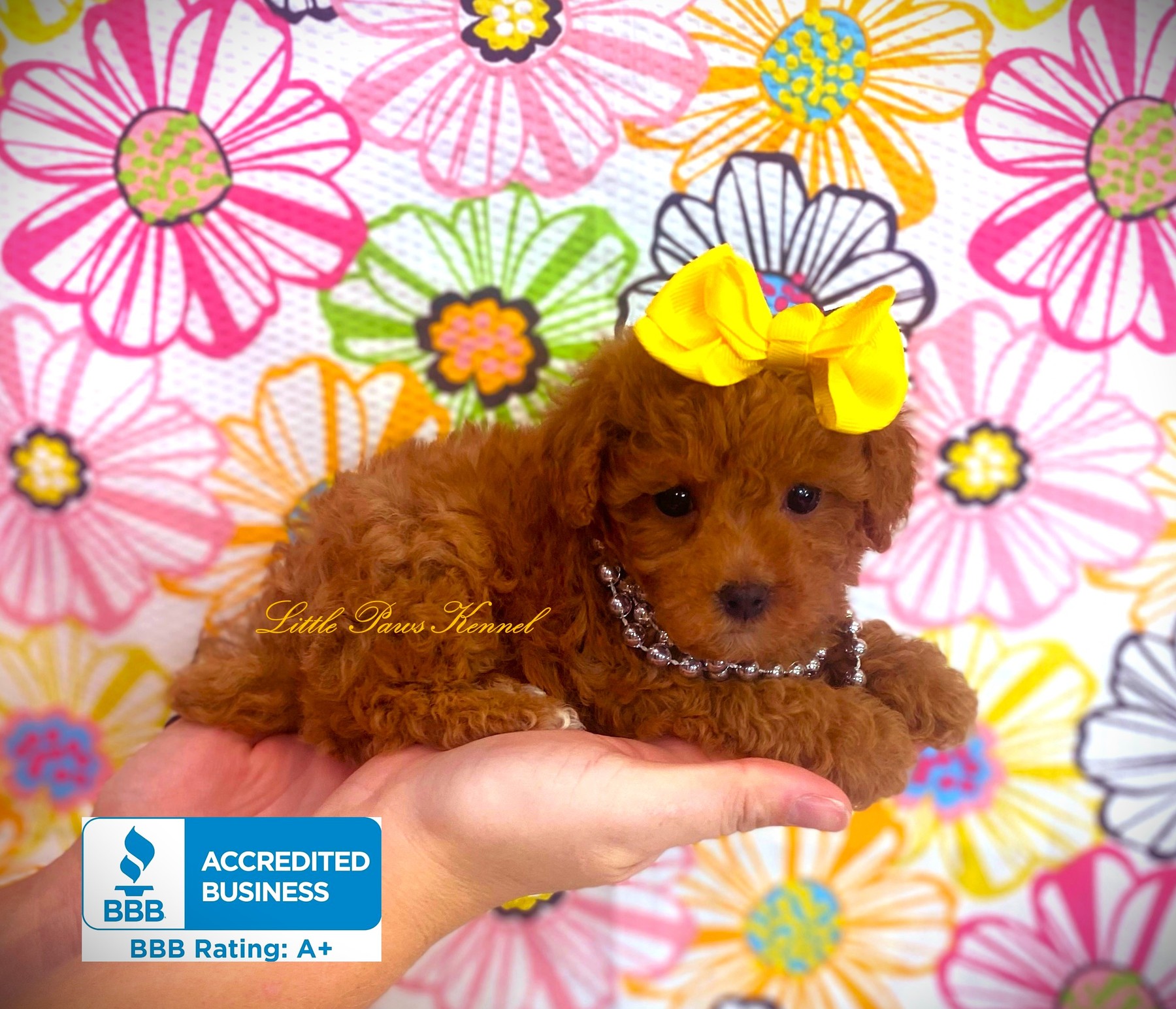 Original Little Paws Toy Poodle breed photo