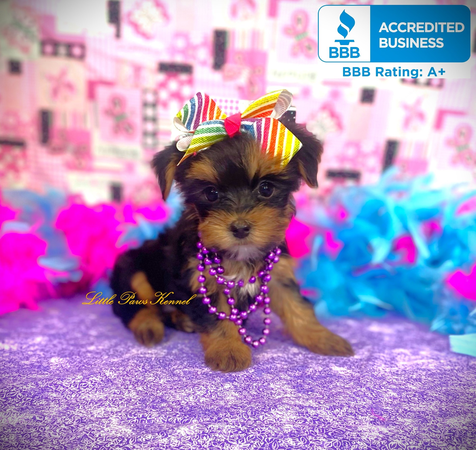Original Little Paws Yorkshire Terrier breed photo