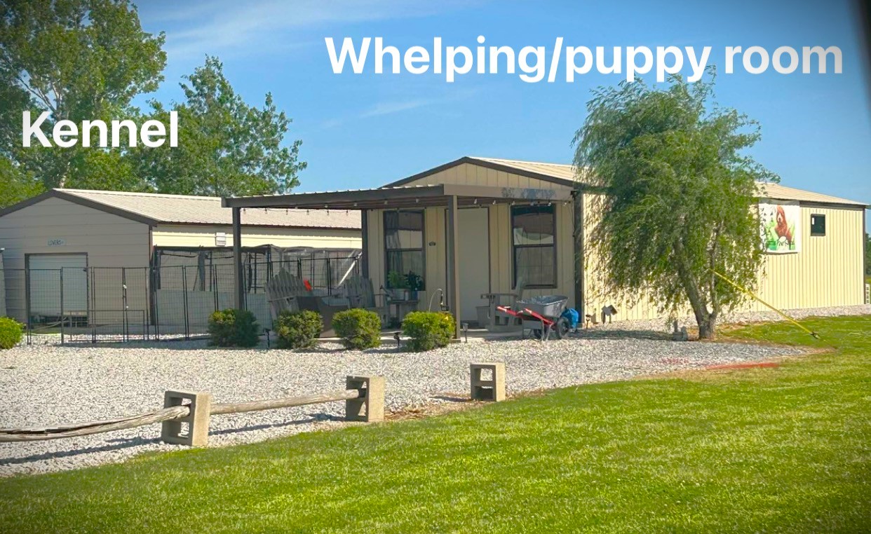 The temperature-controlled puppy nursery at Little Paws