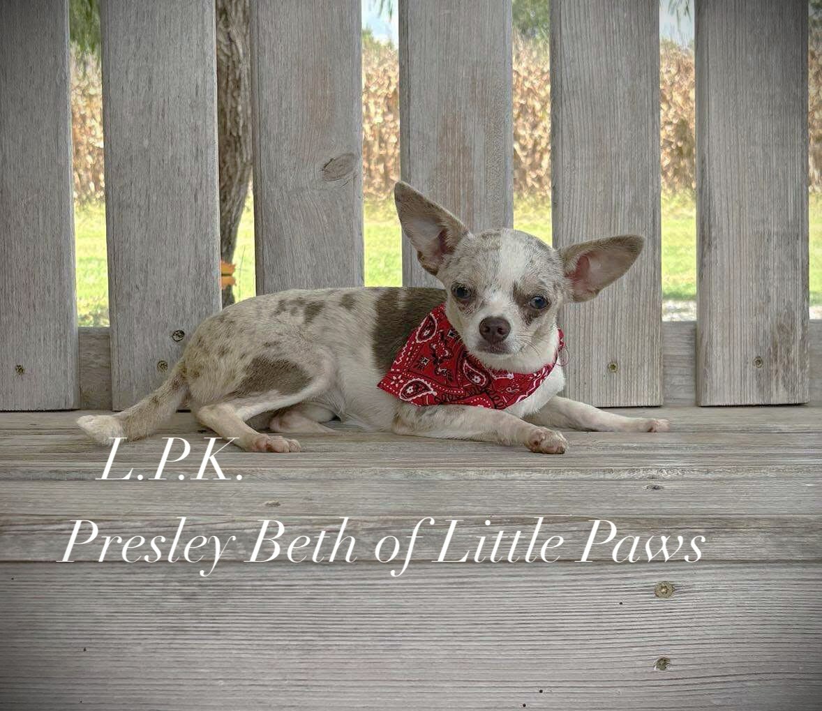Presley, a Little Paws Chihuahuas parent dog