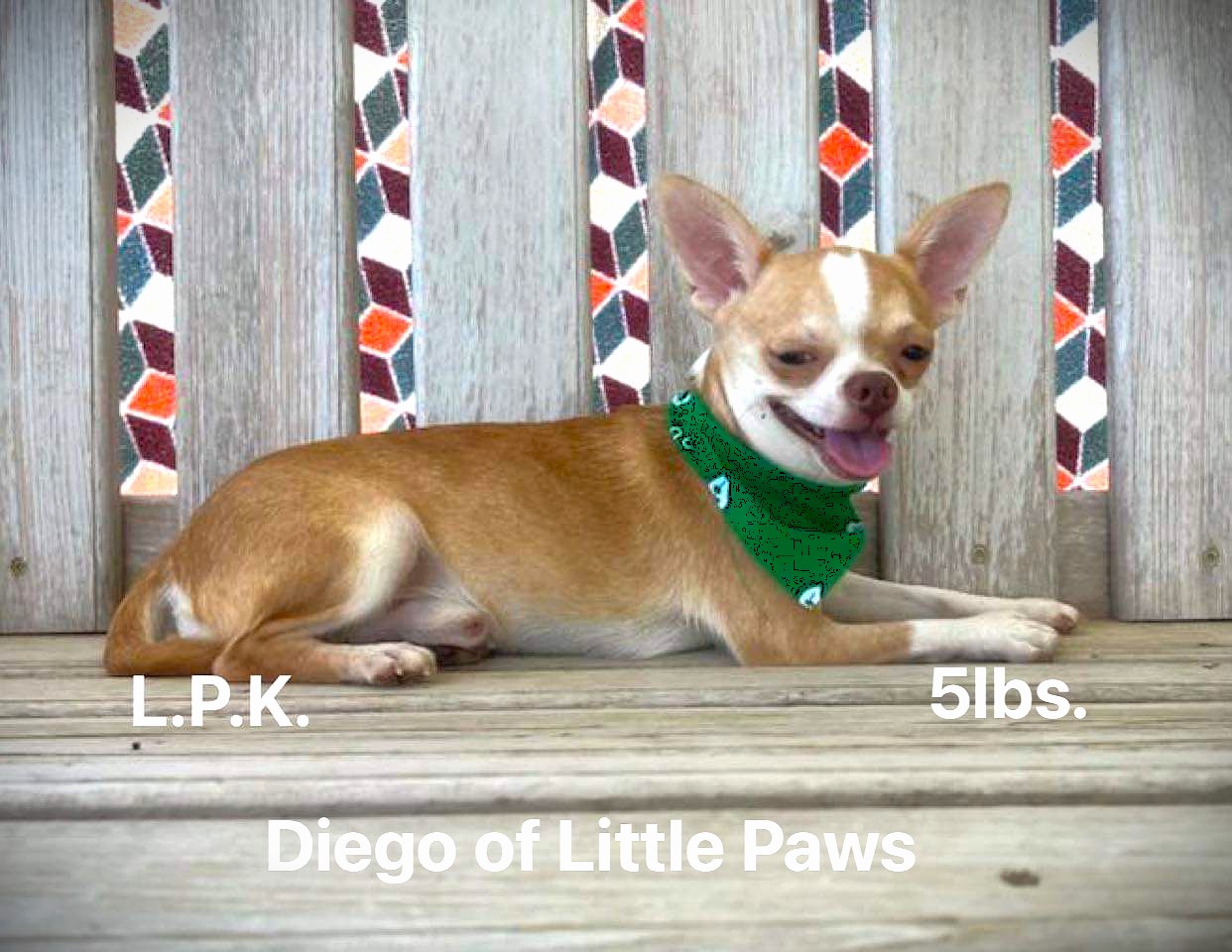 Diego, a Little Paws Chihuahuas parent dog