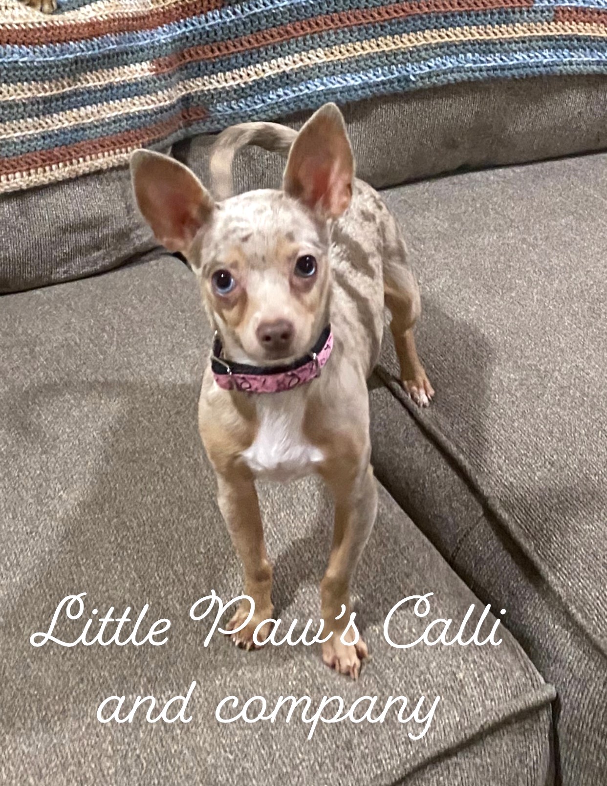 Calli, a Little Paws Chihuahuas parent dog