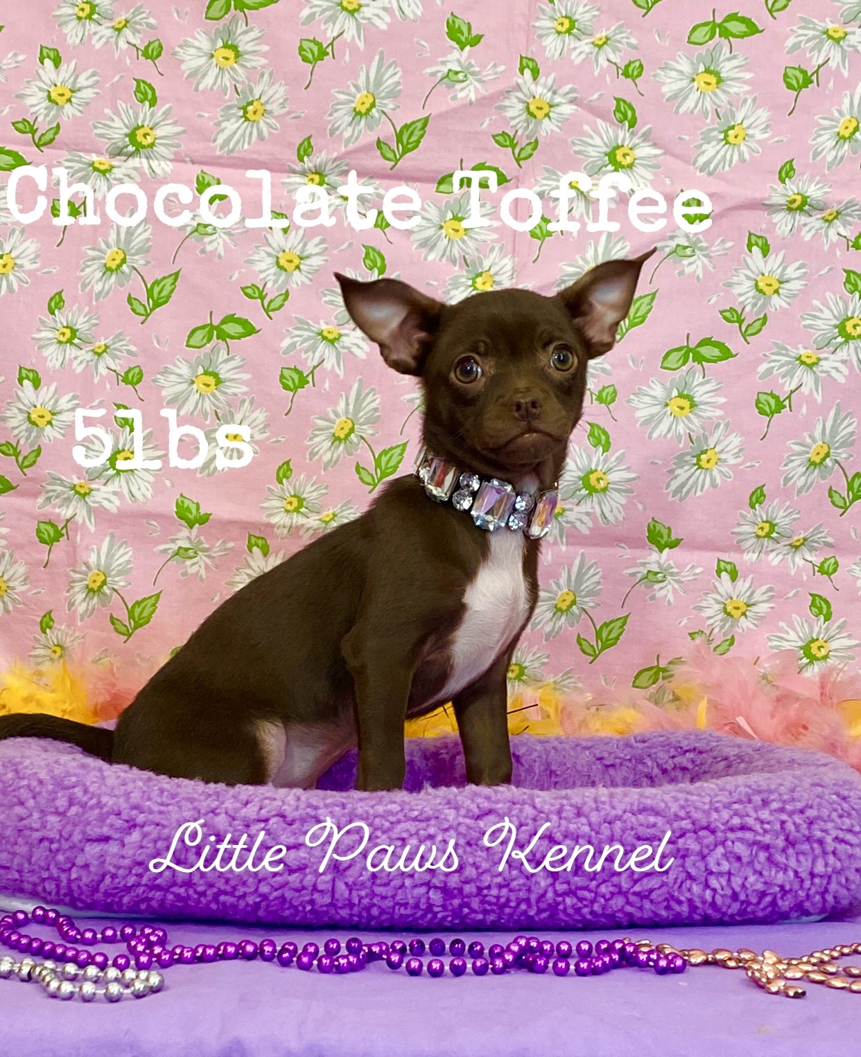 Toffee, a Little Paws Chihuahuas parent dog