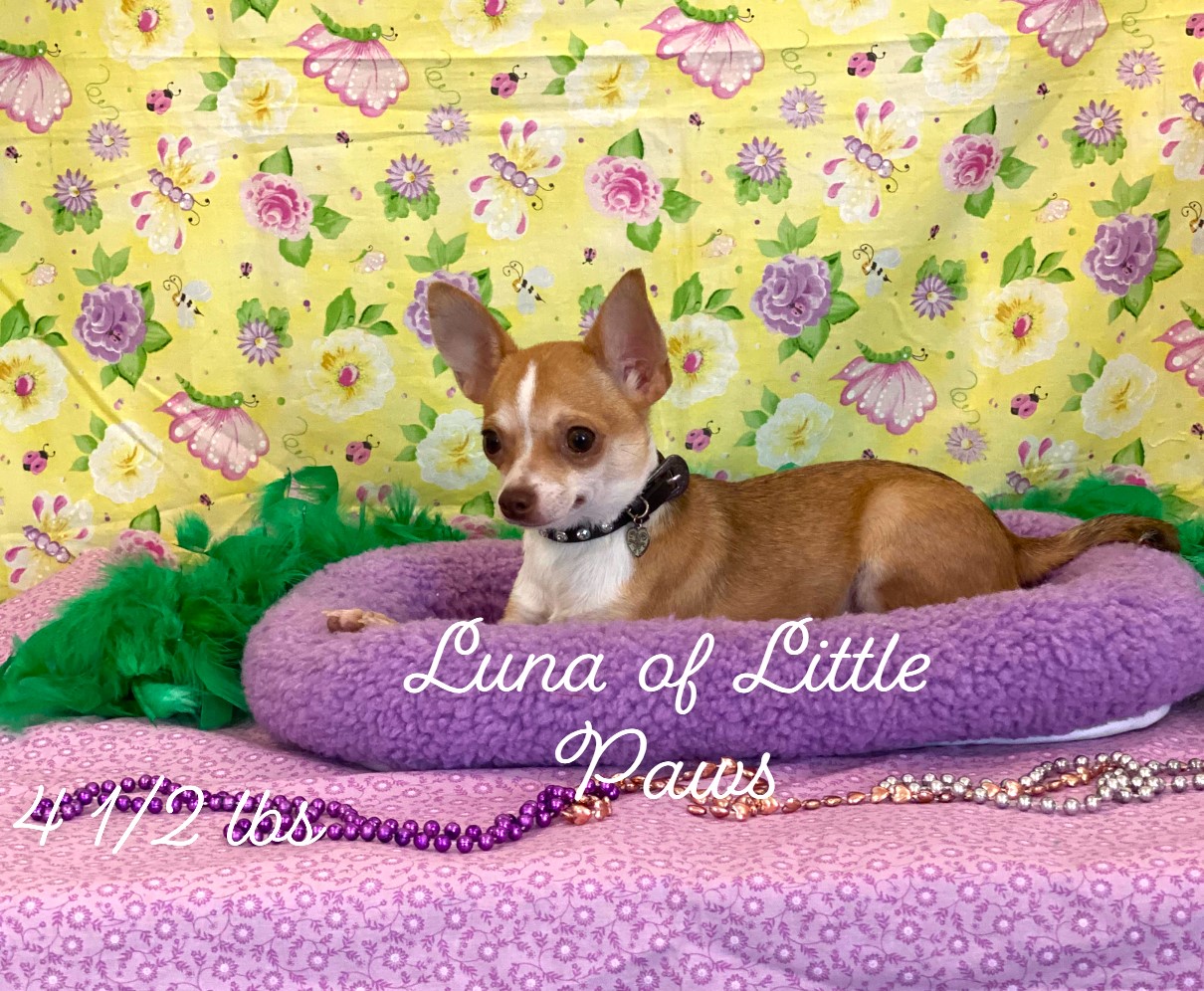 Luna, a Little Paws Chihuahuas parent dog