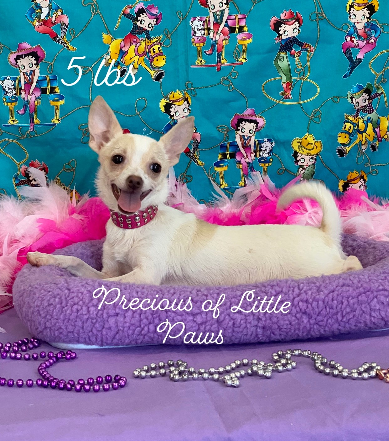 Precious, a Little Paws Chihuahuas parent dog