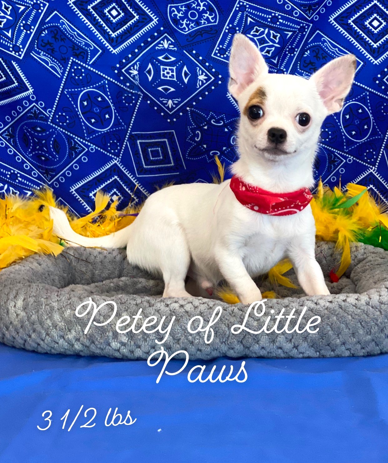 Petey, a Little Paws Chihuahuas parent dog