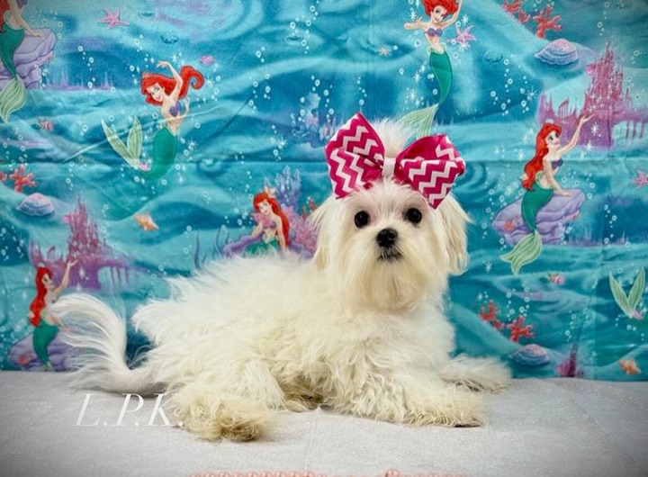 Jolene, a Little Paws Maltese parent dog