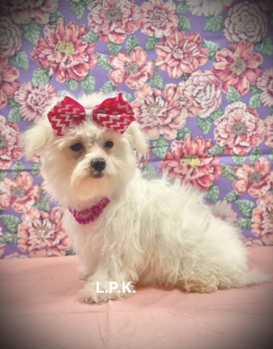 Morgan, a Little Paws Maltese parent dog