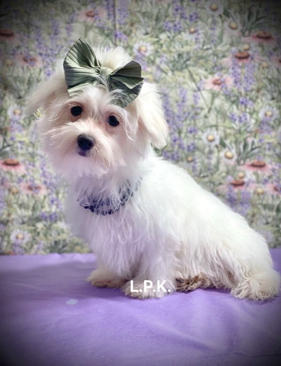 Tilly, a Little Paws Maltese parent dog