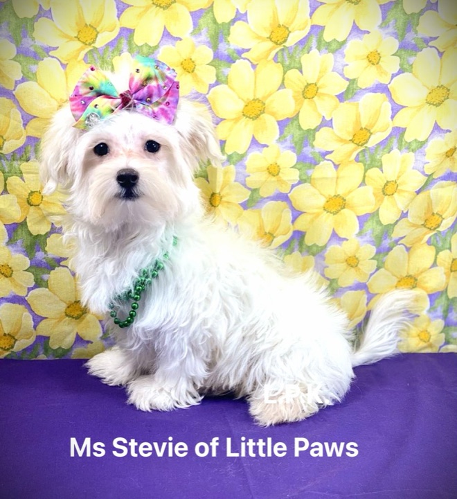 Stevie, a Little Paws Maltese parent dog