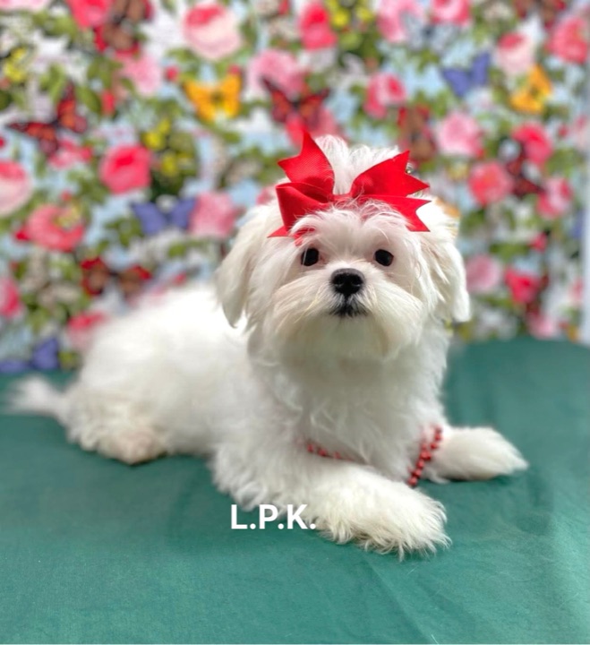 Saylor, a Little Paws Maltese parent dog