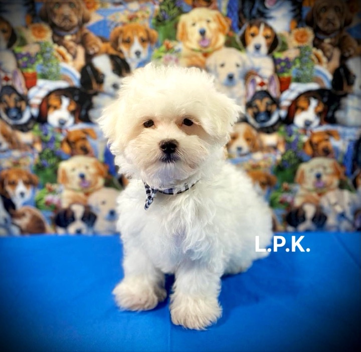 Little Paws Maltese, a Little Paws Maltese parent dog