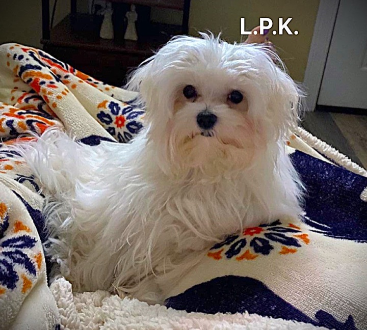 Little Paws Maltese, a Little Paws Maltese parent dog