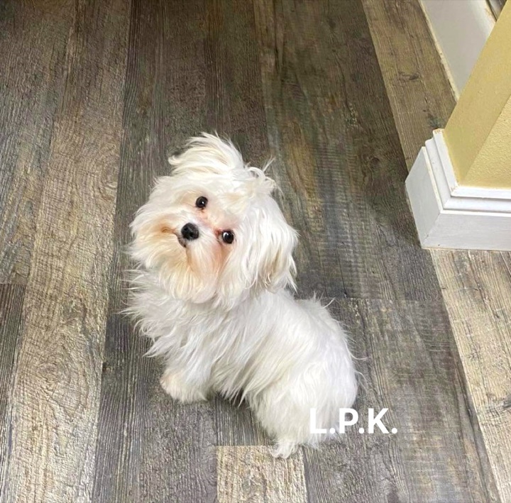 Chey, a Little Paws Maltese parent dog