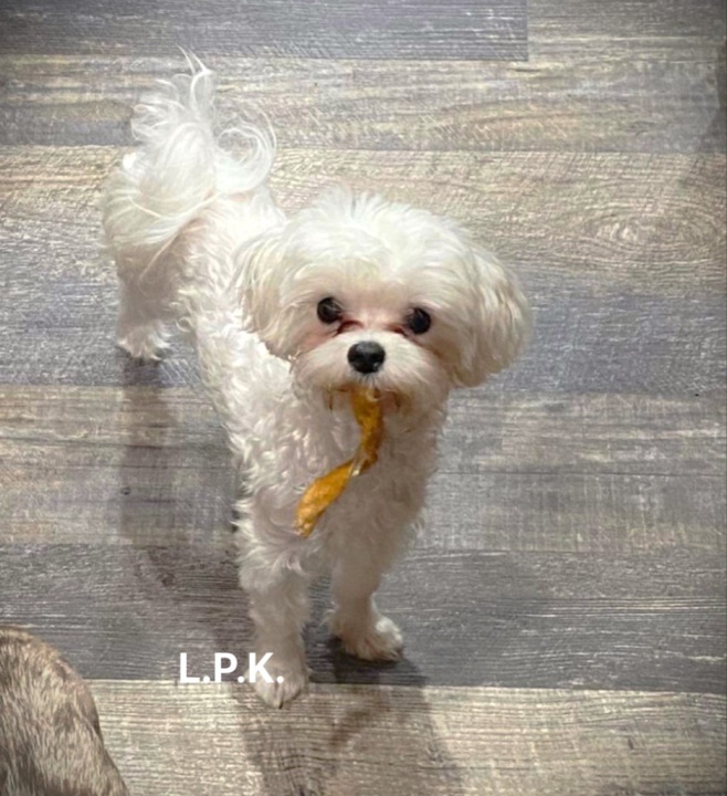 Little Paws Maltese, a Little Paws Maltese parent dog