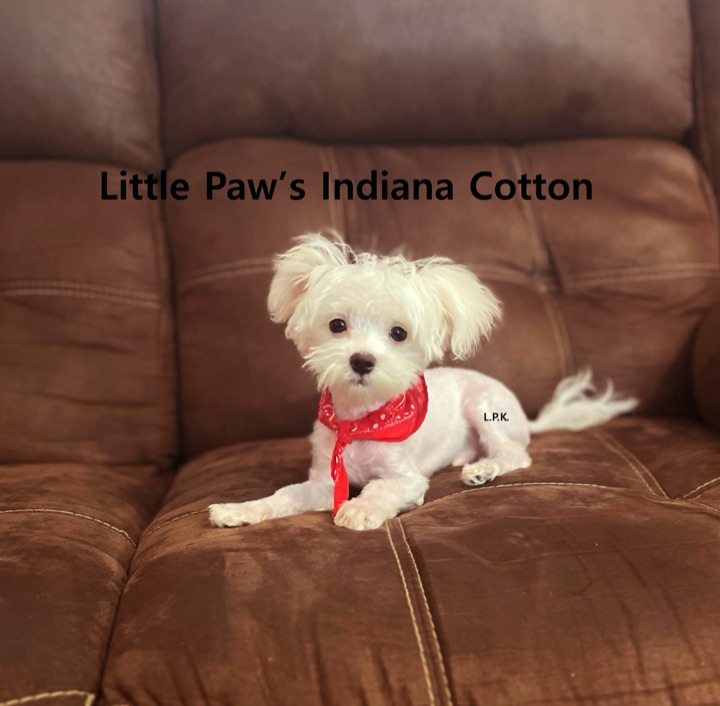 Cotton, a Little Paws Maltese parent dog