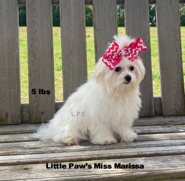 Marissa, a Little Paws Maltese parent dog