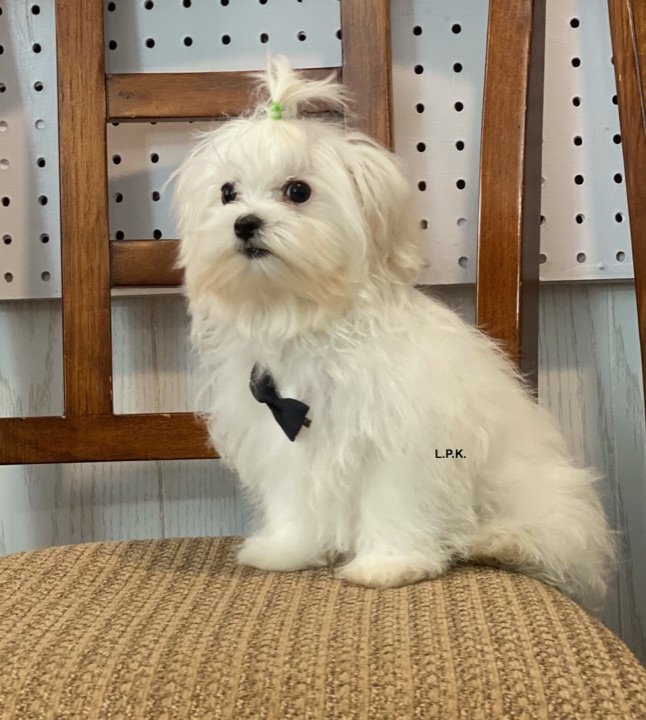 Finley, a Little Paws Maltese parent dog