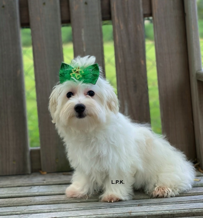 Aurora, a Little Paws Maltese parent dog