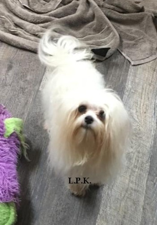 Little Paws Maltese, a Little Paws Maltese parent dog