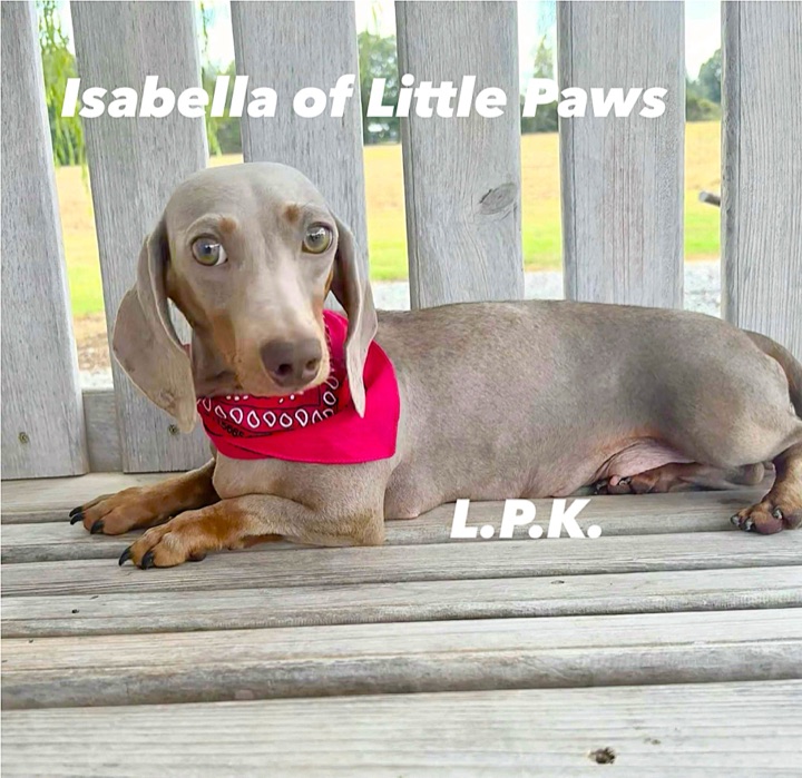 Isabella, a Little Paws Dachshunds parent dog