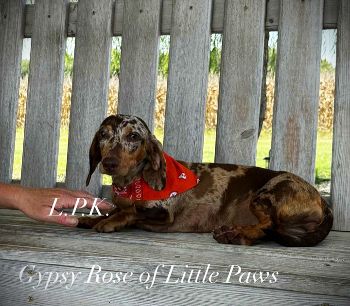 Gypsy Rose, a Little Paws Dachshunds parent dog