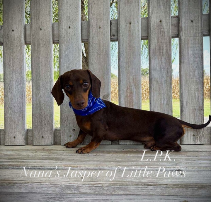 Jasper, a Little Paws Dachshunds parent dog