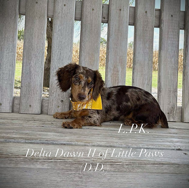Delta, a Little Paws Dachshunds parent dog