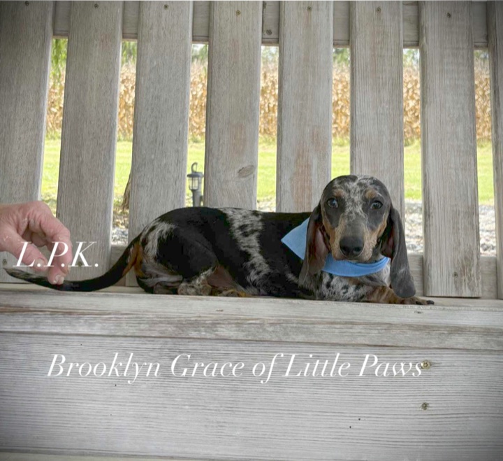 Brooklyn, a Little Paws Dachshunds parent dog