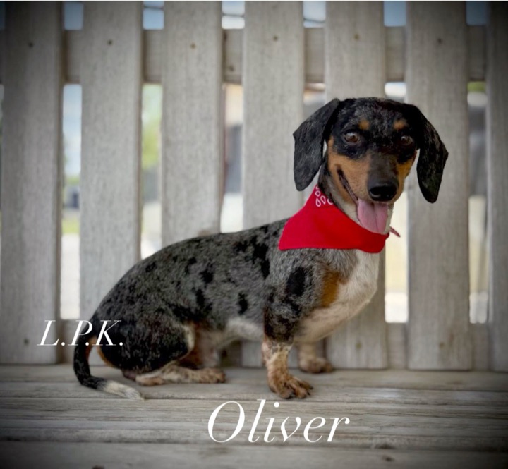 Oliver, a Little Paws Dachshunds parent dog