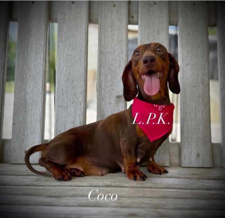 Coco, a Little Paws Dachshunds parent dog