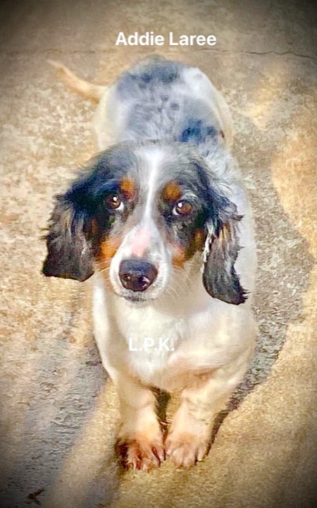 Addie Laree, a Little Paws Dachshunds parent dog