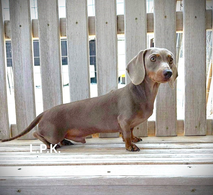 River, a Little Paws Dachshunds parent dog