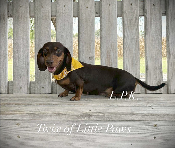 Twix, a Little Paws Dachshunds parent dog