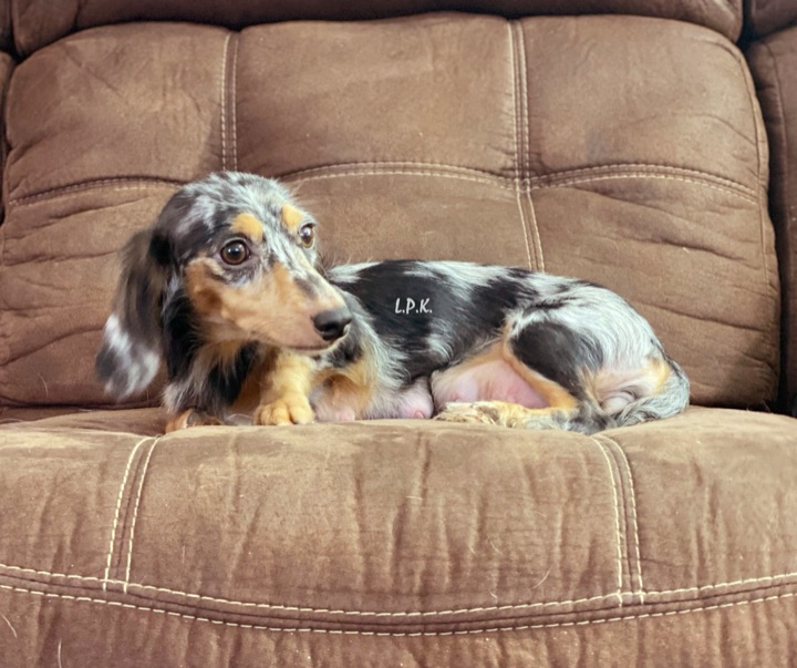 Lacey, a Little Paws Dachshunds parent dog