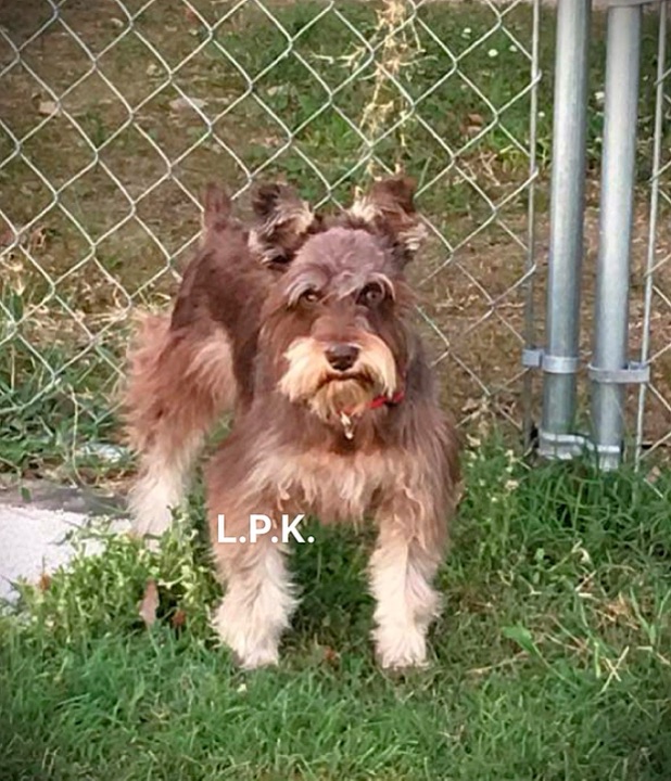 Cooper, a Little Paws Schnauzers parent dog