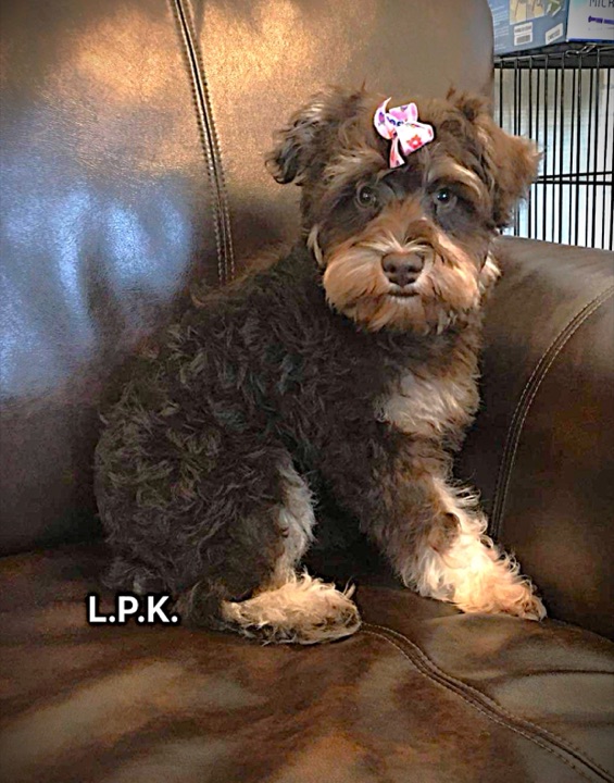 Little Paws Schnauzer, a Little Paws Schnauzers parent dog