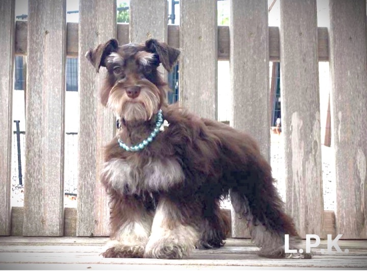Jacie Lane, a Little Paws Schnauzers parent dog