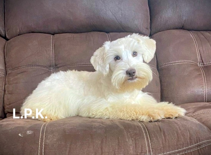 Magnolia, a Little Paws Schnauzers parent dog