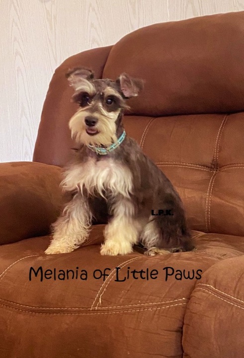 Melania, a Little Paws Schnauzers parent dog