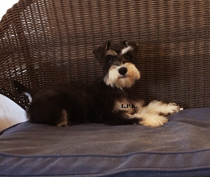 KJ, a Little Paws Schnauzers parent dog