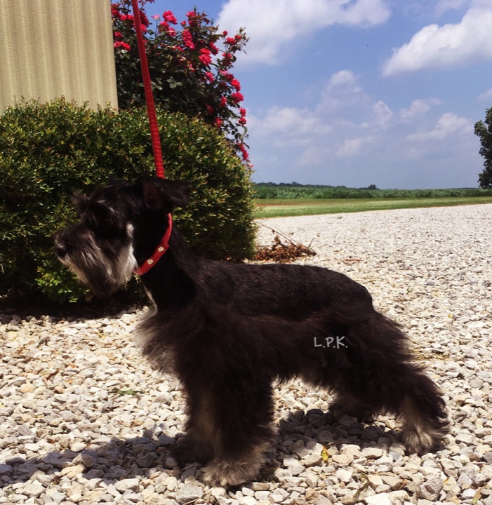 Little Paws Schnauzer, a Little Paws Schnauzers parent dog