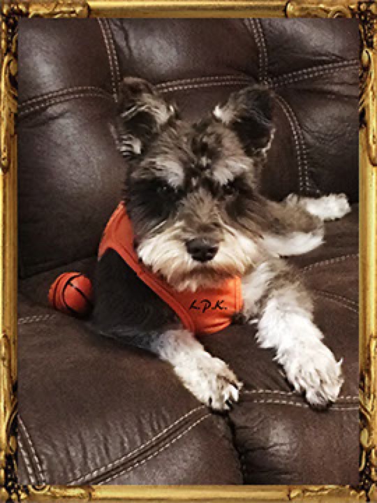 Little Paws Schnauzer, a Little Paws Schnauzers parent dog