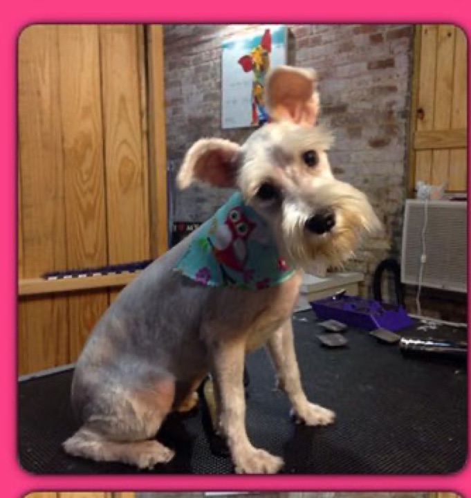 Icee, a Little Paws Schnauzers parent dog
