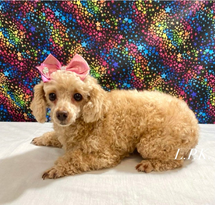 Lady, a Little Paws Poodles parent dog